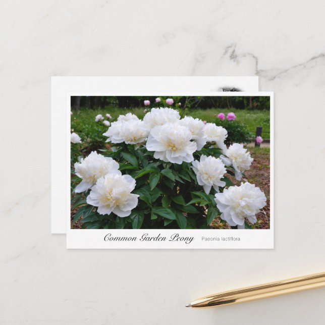 Common Garden Peony Postcard (Front/Back In Situ)