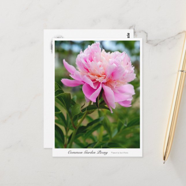 Common Garden Peony Postcard (Front/Back In Situ)