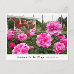 Common Garden Peony Postcard