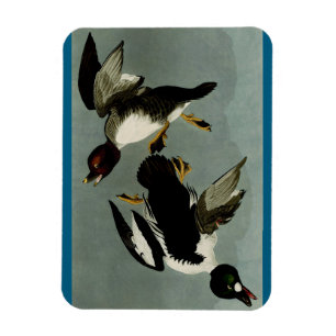 Common goldeneye sea duck  magnet