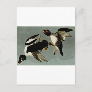 Common goldeneye sea duck postcard