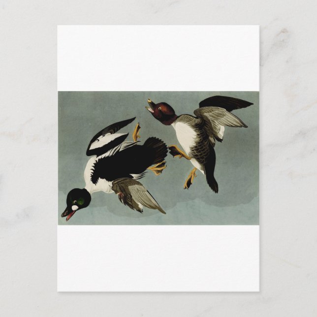 Common goldeneye sea duck  postcard (Front)