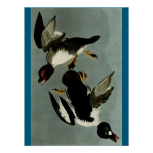 Common goldeneye sea duck poster