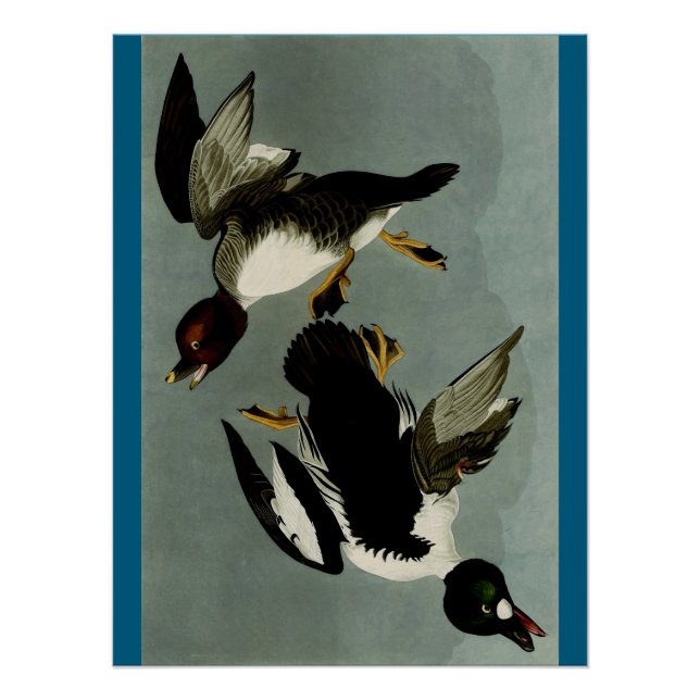 Common goldeneye sea duck  poster (Front)