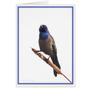 Common Grackle