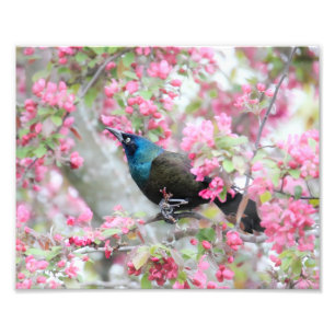 Common Grackle Bird In Midwest Crab Apple Tree Photo Print
