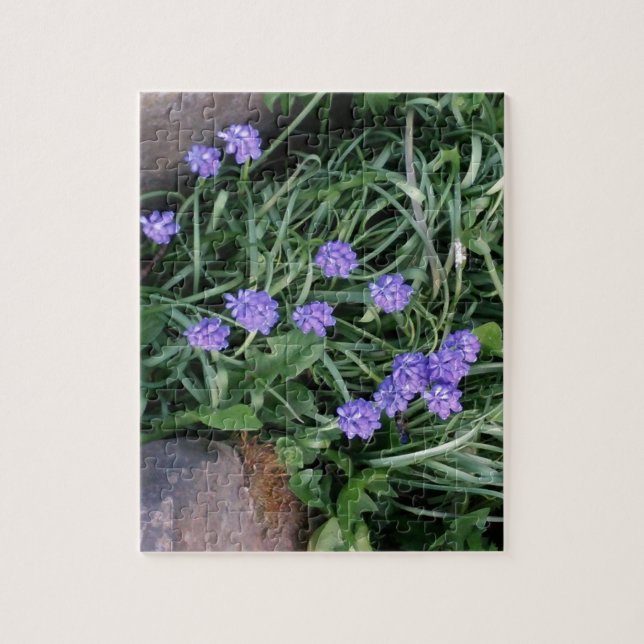 common grape hyacinth,  blue purple flower,floral jigsaw puzzle (Vertical)