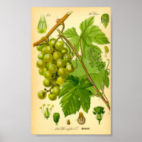Common Grape Vine (Vitis vinifera)