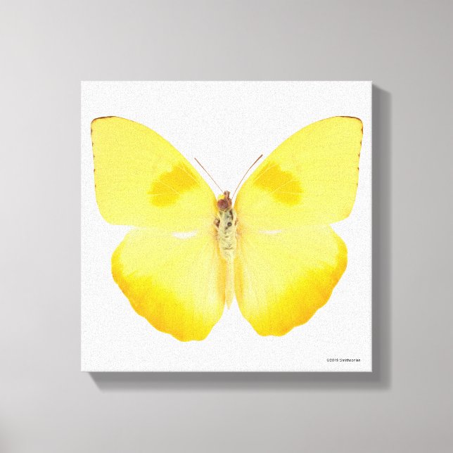 Common Grass Yellow Butterfly Canvas Print (Front)