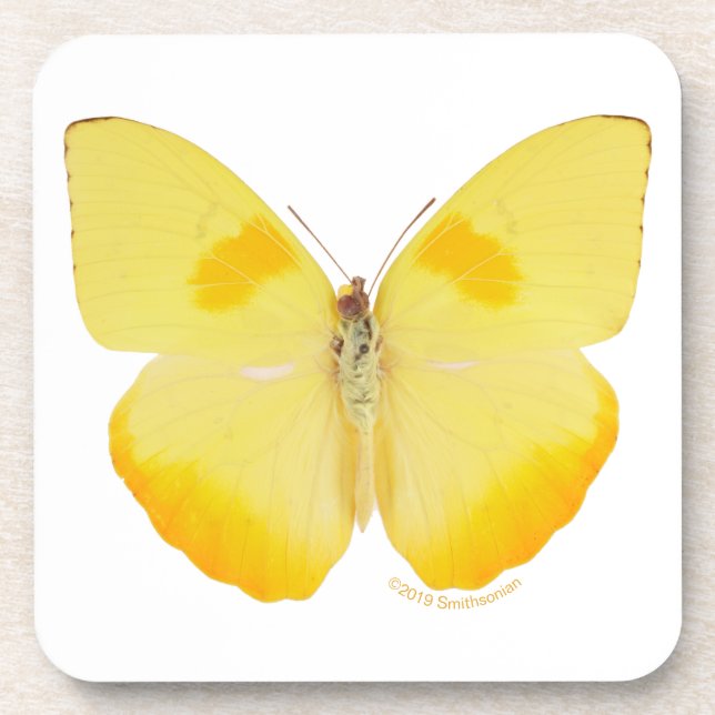 Common Grass Yellow Butterfly Coaster (Front)