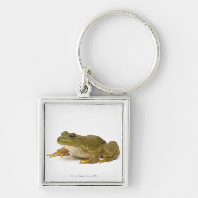 Common Green Frog Key Ring (Front)