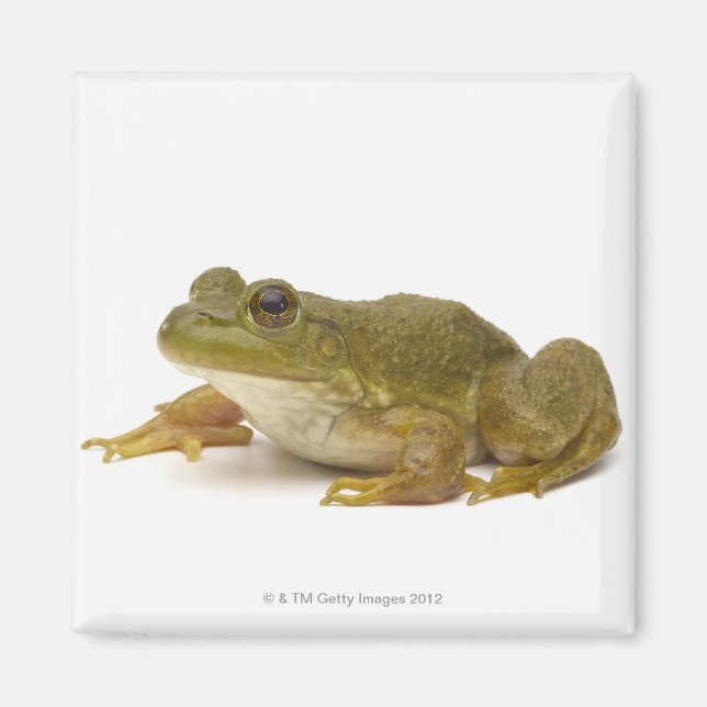 Common Green Frog Magnet (Front)