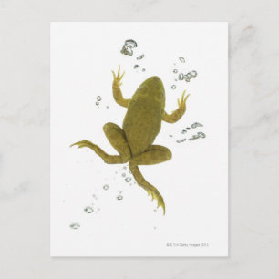 common green frog postcard