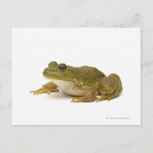 Common Green Frog Postcard