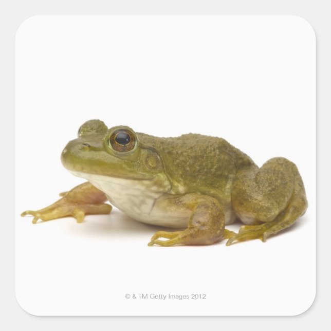 Common Green Frog Square Sticker (Front)