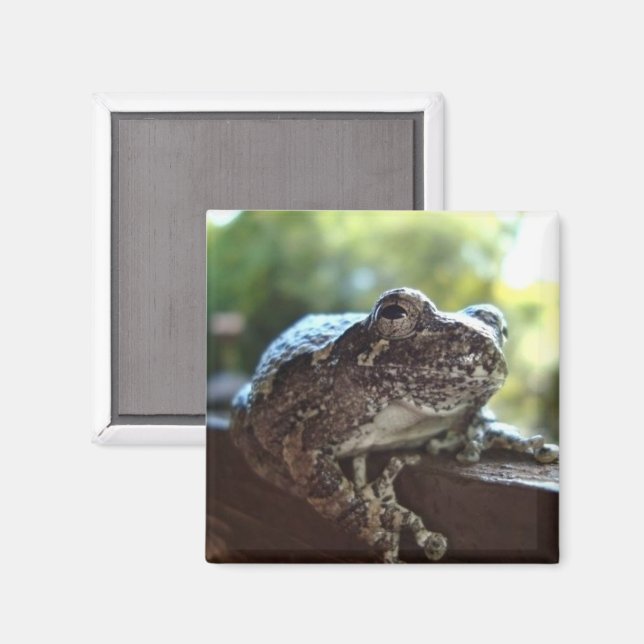Common Grey Tree Frog Resting on a Wall Magnet (Front/Back)
