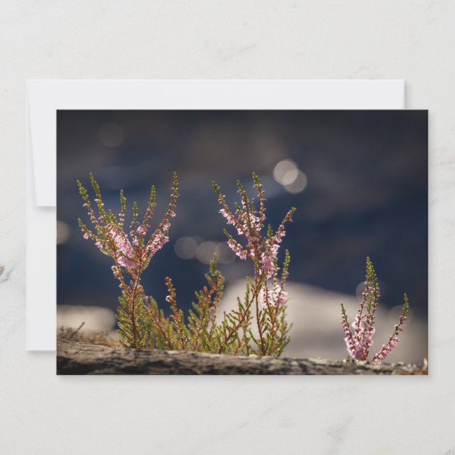 Common Heather Nature Photo Card (Front)