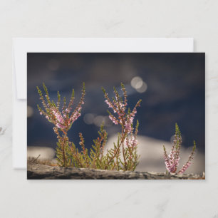 Common Heather Nature Photo Card
