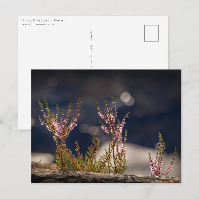 Common Heather Postcard (Front/Back)