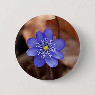 Common Hepatica (Hepatica nobilis) 6 Cm Round Badge