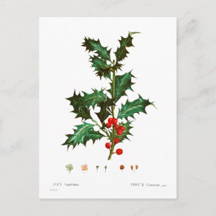 COMMON HOLLY BOTANICAL POSTCARD