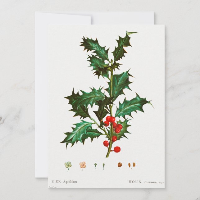 Common Holly Christmas  Invitation (Front)