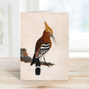 Common Hoopoe   William Lewin Card