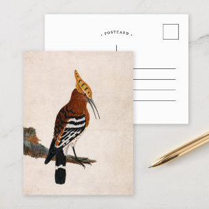 Common Hoopoe   William Lewin Postcard
