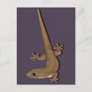 Common House Gecko Postcard