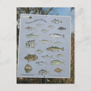 common inshore coastal fish of Georgia's Postcard