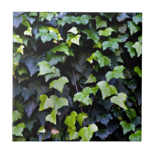 Common ivy tile