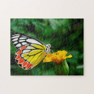 Common Jezebel Butterfly. Jigsaw Puzzle