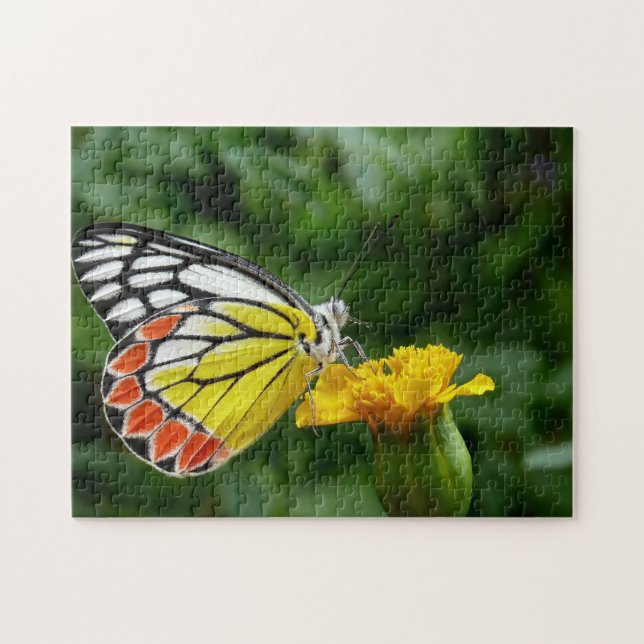 Common Jezebel Butterfly. Jigsaw Puzzle (Horizontal)