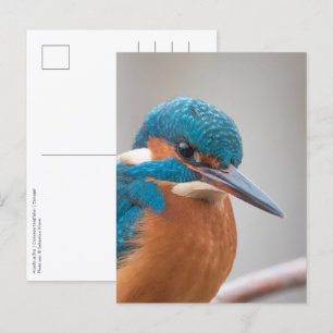 Common Kingfisher Nature Photo Postcard