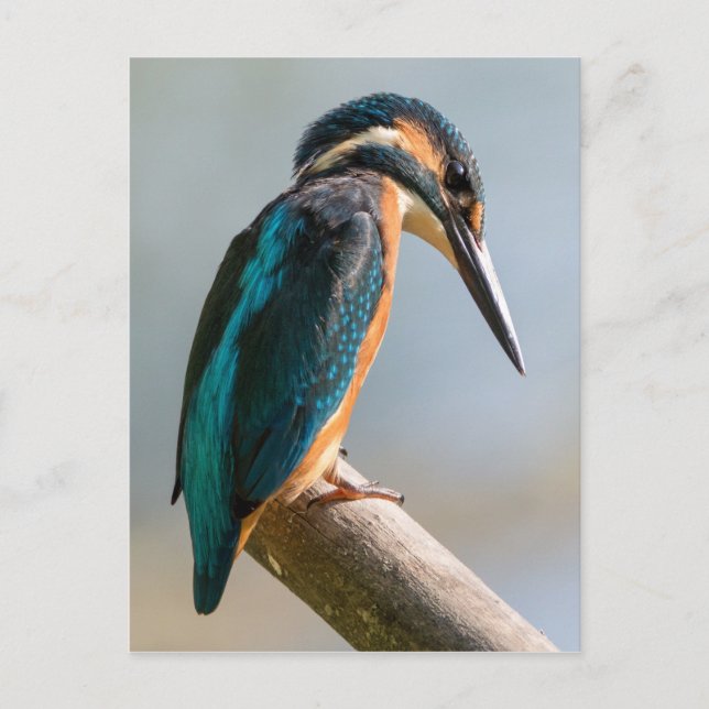 Common Kingfisher Postcard (Front)