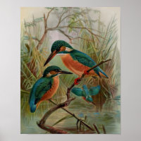 Common Kingfisher Vintage Bird Illustration