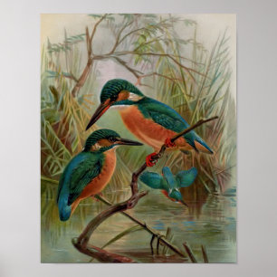Common Kingfisher Vintage Bird Illustration Poster