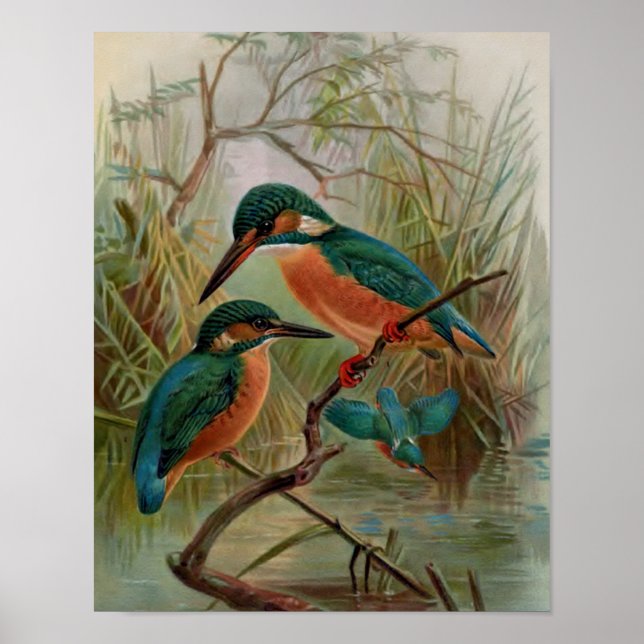 Common Kingfisher Vintage Bird Illustration Poster (Front)
