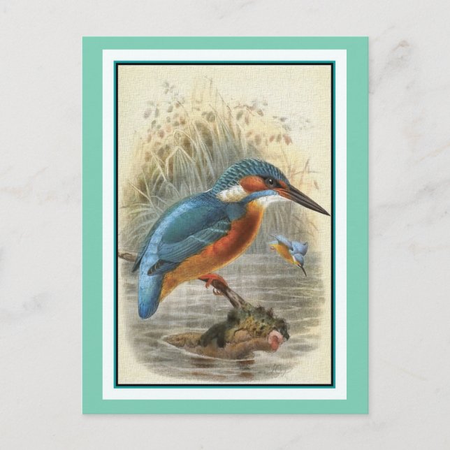 Common Kingfisher Vintage Illustration Postcard (Front)