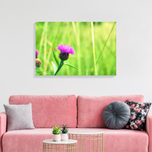 Common Knapweed Canvas Print
