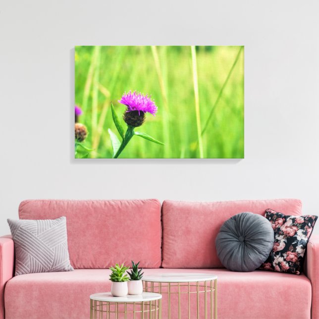 Common Knapweed  Canvas Print (Insitu(LivingRoom))