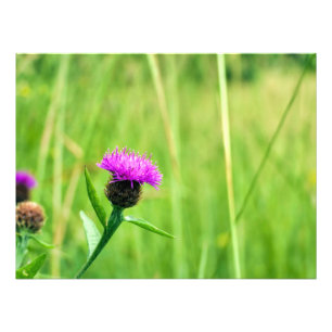Common Knapweed  Photo Print