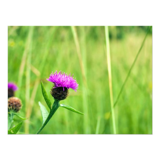 Common Knapweed  Photo Print (Front)