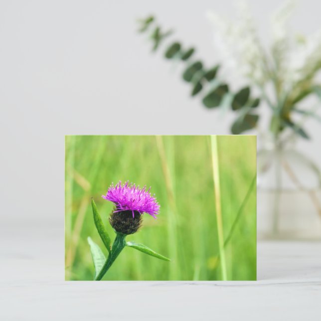 Common Knapweed  Postcard (Standing Front)