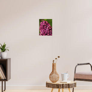Common lilac poster