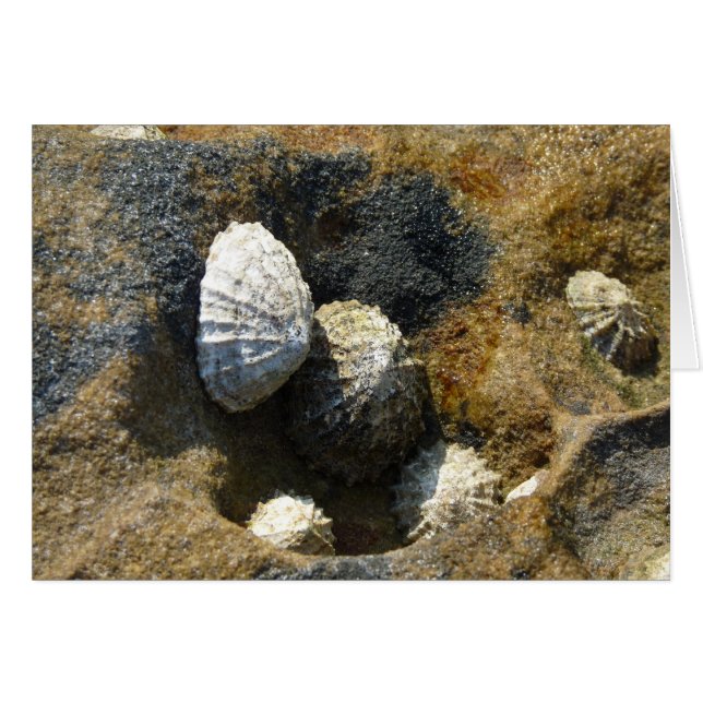"Common Limpets" (3) (Front Horizontal)
