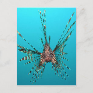 Common lionfish freedom peace and joy postcard