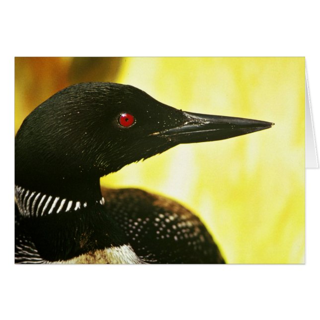 Common Loon (Front Horizontal)