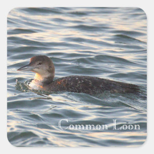 Common Loon Bird Stickers