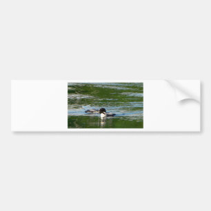 Common Loon Bumper Sticker